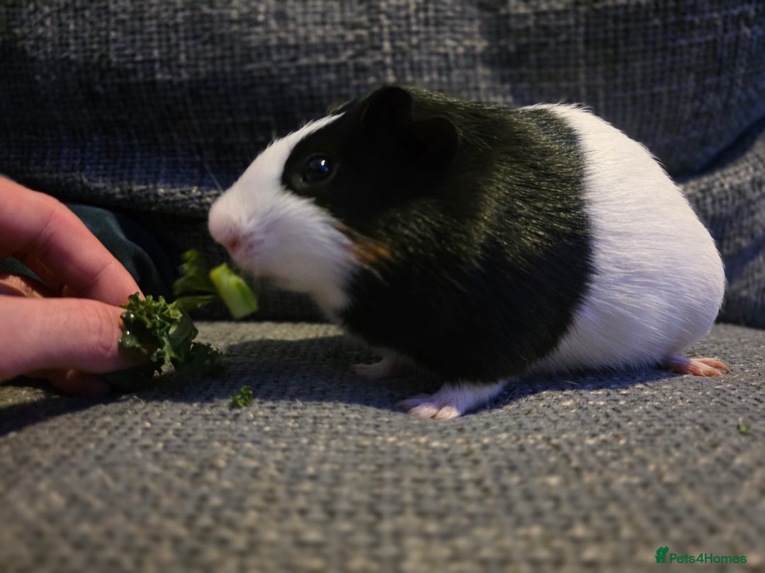 Guinea Pig rodents for sale: Boar/male guinea pigs in Weymouth - Advert 1