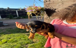 Dachshund dogs for sale: Gorgeous little Dachshund pups - Image 15