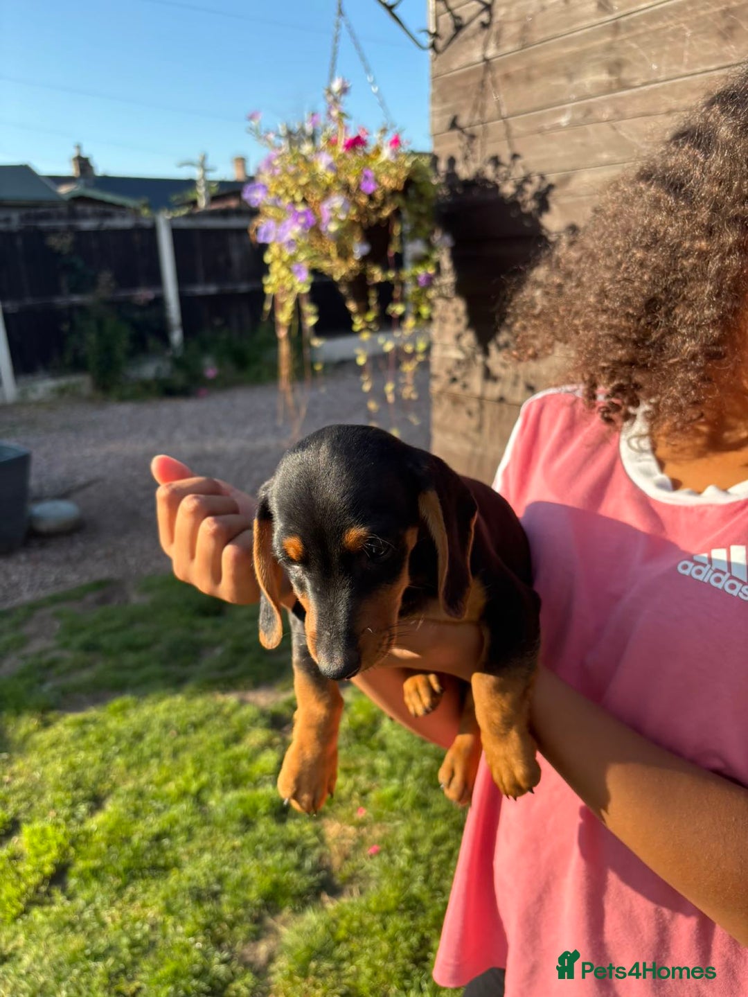 Dachshund dogs for sale: Gorgeous little Dachshund pups - Image 15