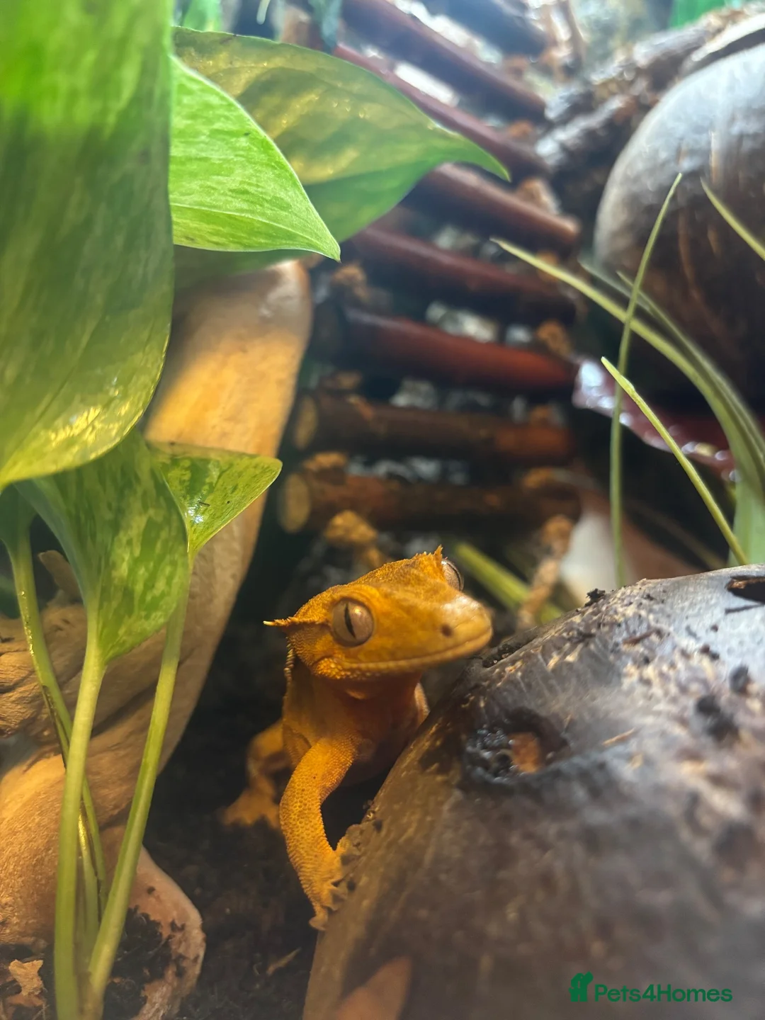 Gecko reptiles for sale: Female Crested Gecko for sale  - Advert 2