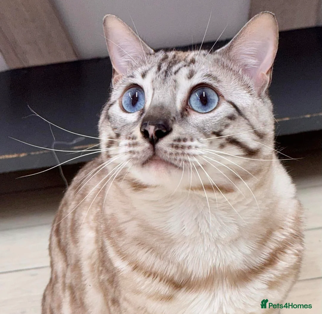 Bengal cats for sale: X2 Male Snow leapord Bengals ready to leave - Advert 11