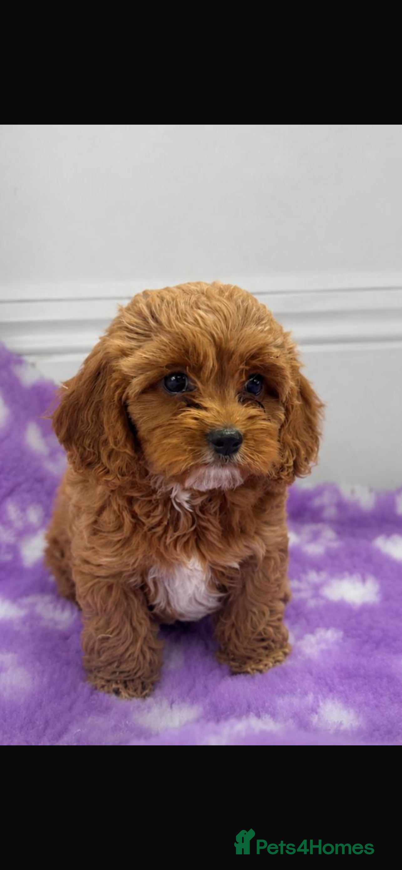 Cavapoo dogs Beautiful Red F1 Cavapoo puppies 1 boy available  - Advert 2