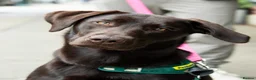 Labrador Retriever dogs for sale: Labrador retriever  in Croydon - Advert 3