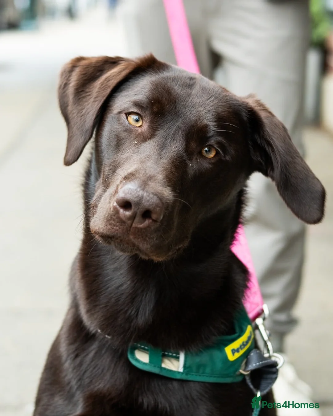 Labrador Retriever dogs for sale: Labrador retriever  in Croydon - Advert 3