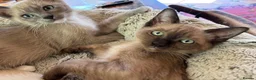 Tonkinese cats for sale: Exquisite Kittens- Tonkinese Dolls - Advert 24