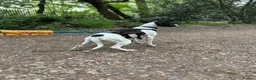 Mixed Breed dogs for adoption: Sally The Gentle Soul Waiting for Her Happy Ending in Iver - Advert 6