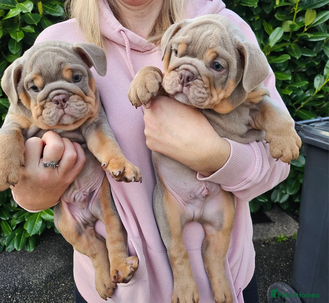 Mixed Breed dogs for sale: Beautiful Bulldogs of various colours in Deeside - Advert 1