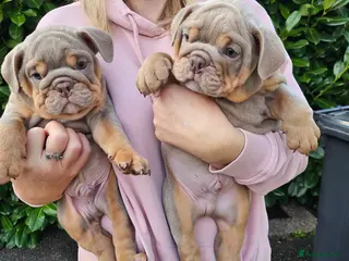 Mixed Breed dogs Beautiful Bulldogs of various colours in Deeside - Advert 1