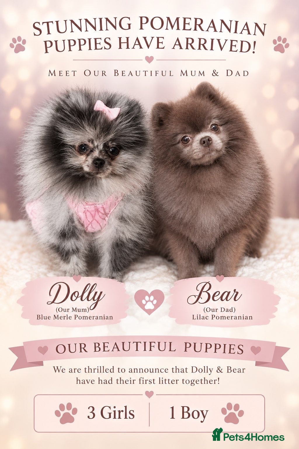 Pomeranian dogs 5 ⭐️ Pom puppies  - Advert 2