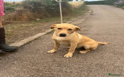 Labrador Retriever dogs for sale: Available Immediately! Training Package Available in Lydney - Image 16