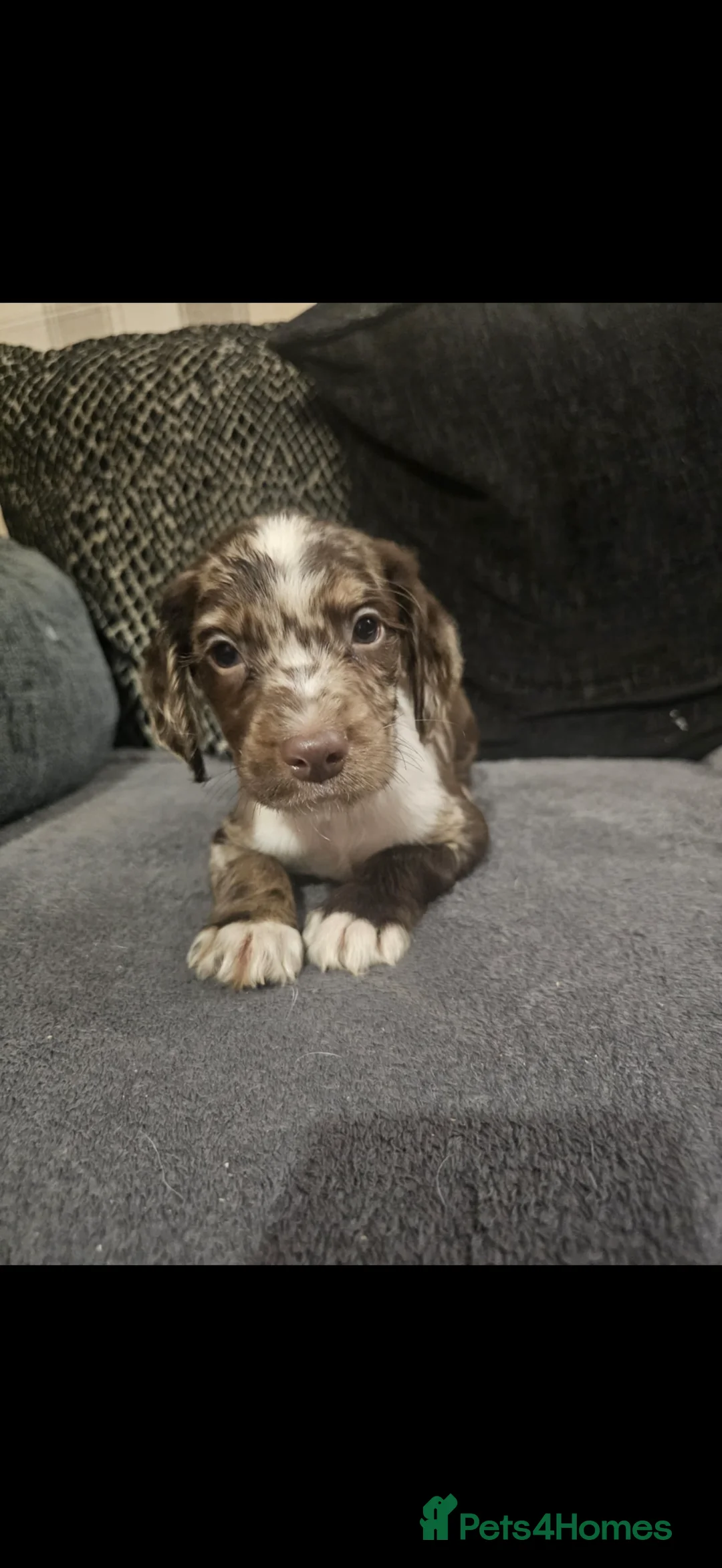 Cocker Spaniel dogs for sale: Cocker spaniel boys! - Advert 3