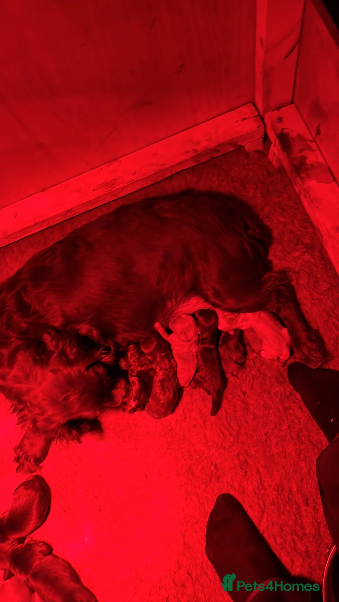 Cocker Spaniel dogs for sale: Kc working cocker spaniel puppies  - Advert 2