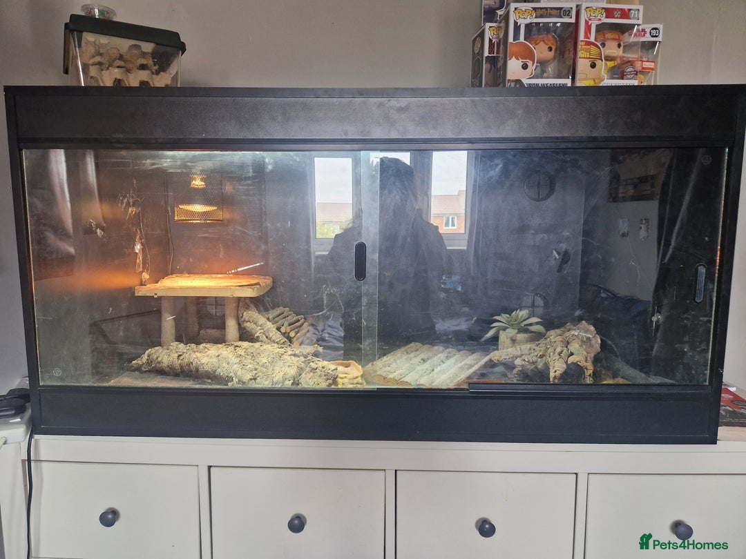 Bearded Dragon reptiles for sale: Male leather back bearded dragon - Image 5