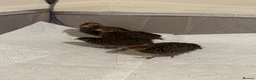 Quail poultry for sale: Unsexed 4x Quail Chicks 2 weeks old - Advert 2