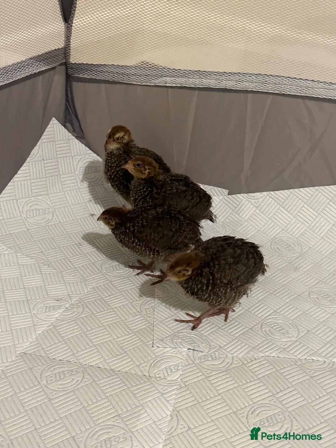Quail poultry for sale: Unsexed 4x Quail Chicks 2 weeks old - Advert 2