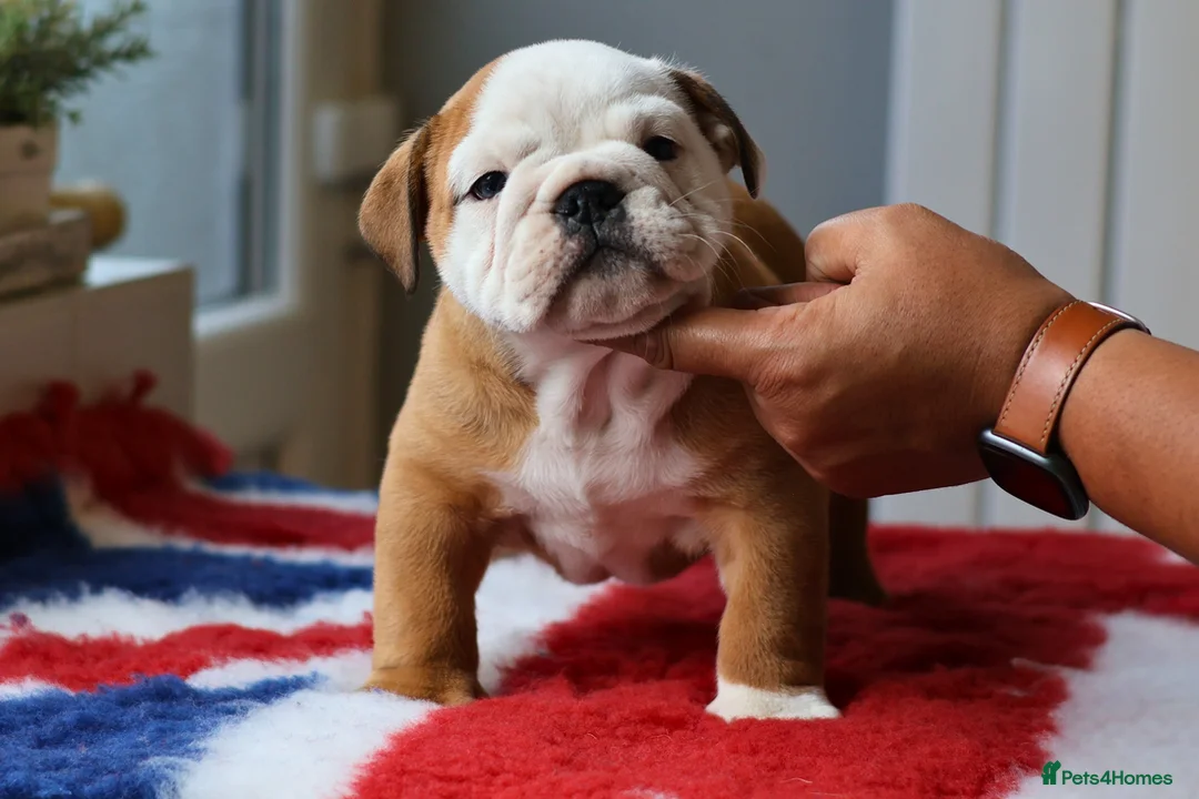 English Bulldog dogs for stud: Silver Health Tested - King 👑 joins the Stud Team - Advert 3