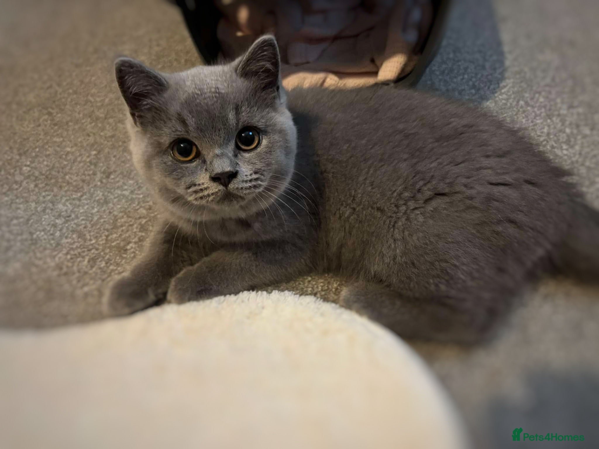 British Shorthair cats Blue British Shorthair Male Kitten  - Advert 11