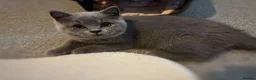 British Shorthair cats for sale: Blue British Shorthair Male Kitten  - Advert 1