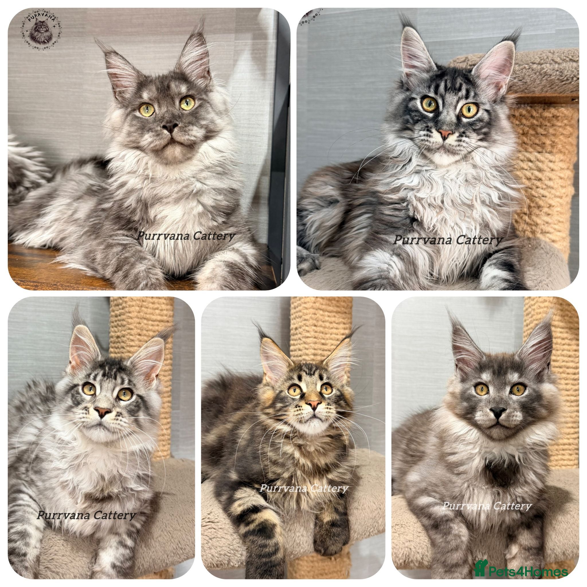 Maine Coon cats TICA registered Maine coon kittens READY NOW - Advert 1
