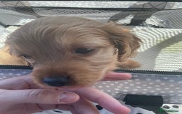Cockapoo dogs for sale: Cockapoo F2 puppy - Image 1