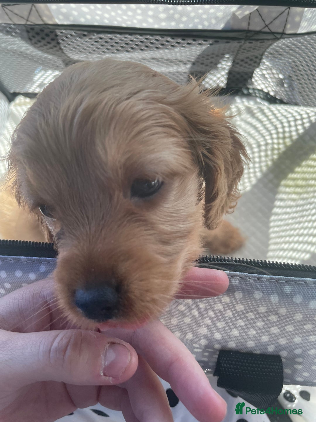 Cockapoo dogs for sale: Cockapoo F2 puppy - Image 1