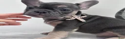 French Bulldog dogs for sale: Ready Now french bulldog puppies - Advert 9