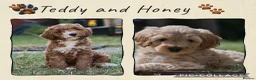Australian Labradoodle dogs for sale: F1 Cockapoo x Australian Labradoodle Pups 🐾 - Advert 12