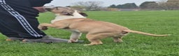 English Bull Terrier dogs for sale: Top Quality Health tested Pups  - Advert 4