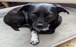 Mixed Breed dogs for adoption: Winston (Tripaw Terrier mix) - Image 1