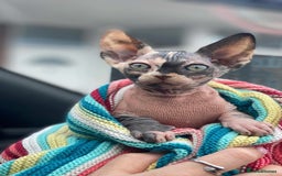 Sphynx cats for sale: ** Glittery Blue/Cream Torti Sphynx Girl ** - Image 2