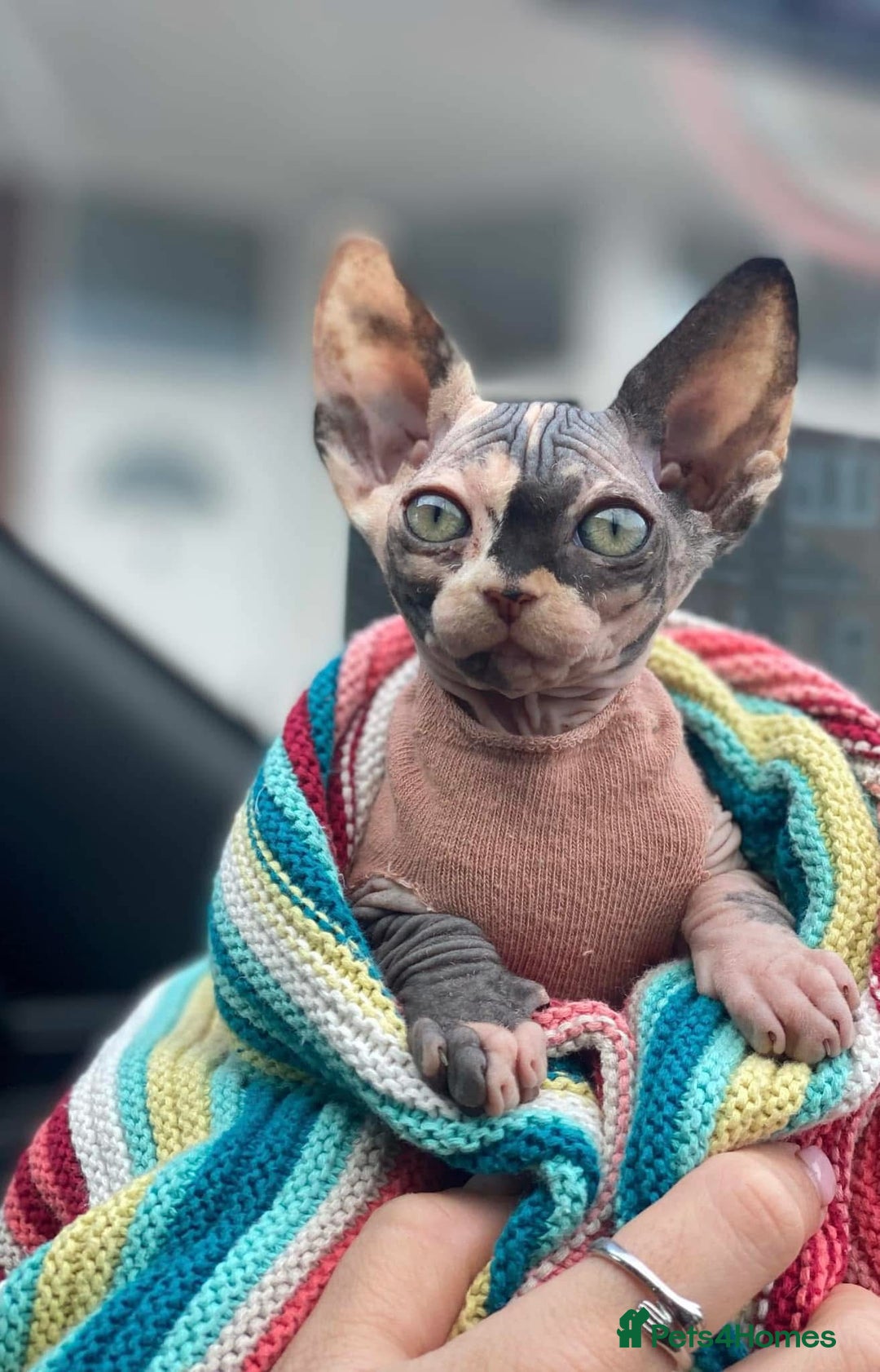 Sphynx cats for sale: ** Glittery Blue/Cream Torti Sphynx Girl ** - Image 2