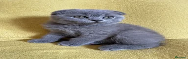 Scottish Fold 1