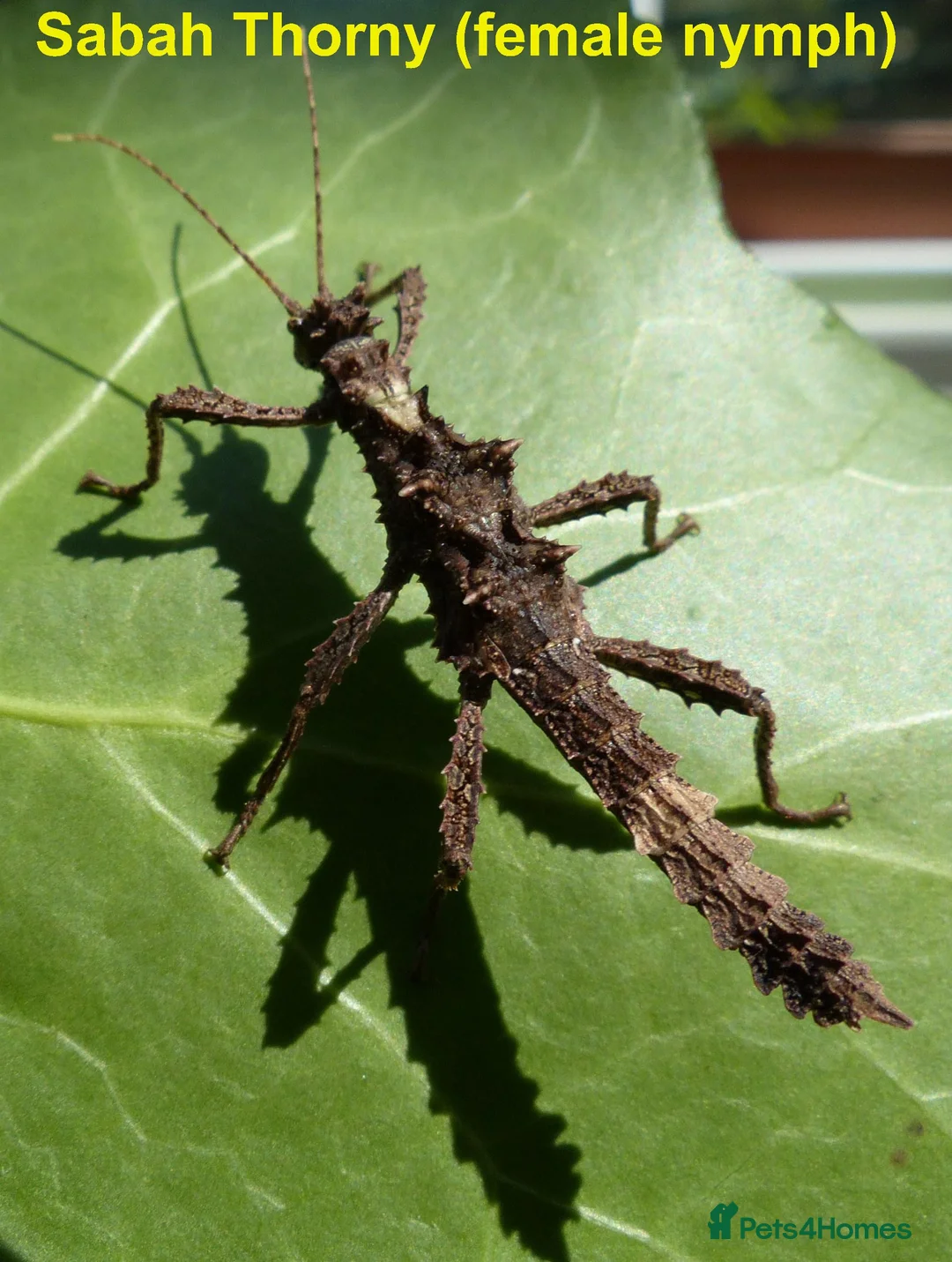 Stick Insects invertebrates for sale: Stick Insect Nymphs   Green Bean, Sabah , Sunny - Advert 6