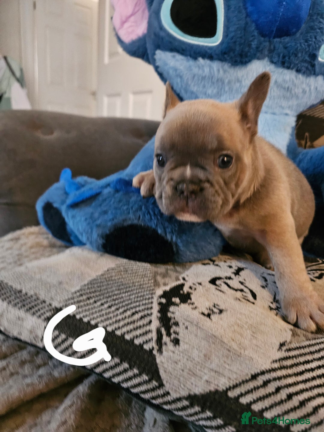 French Bulldog dogs for sale: Beautiful french bulldog puppies  - Image 10