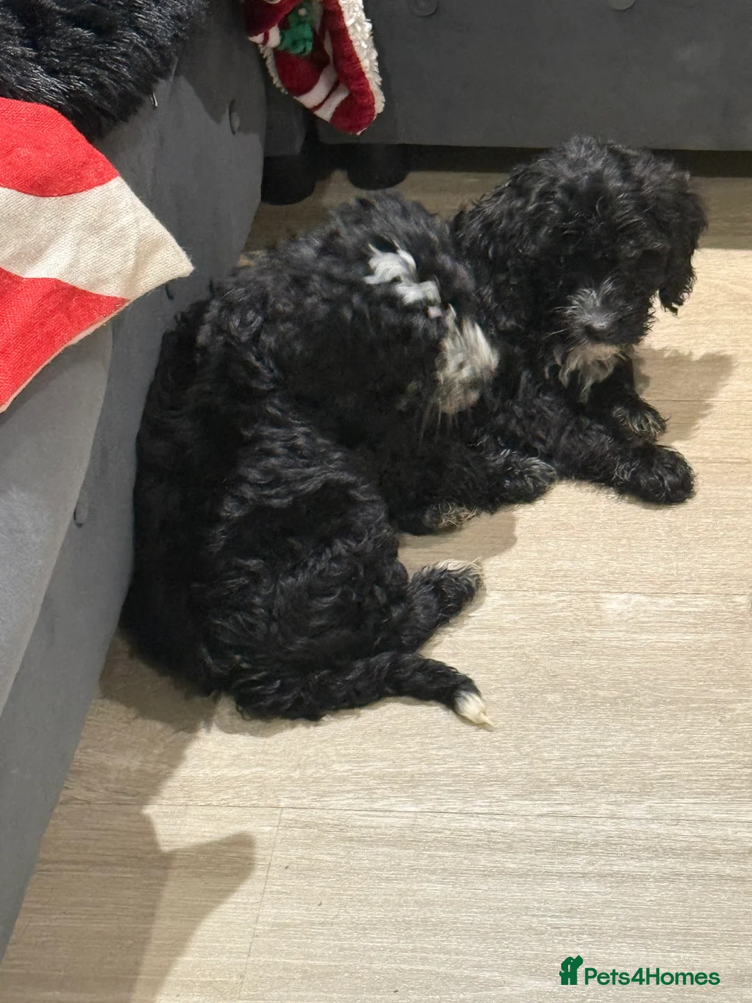 Cockapoo dogs for sale: Miniature f1 Cockapoos puppies - Advert 21