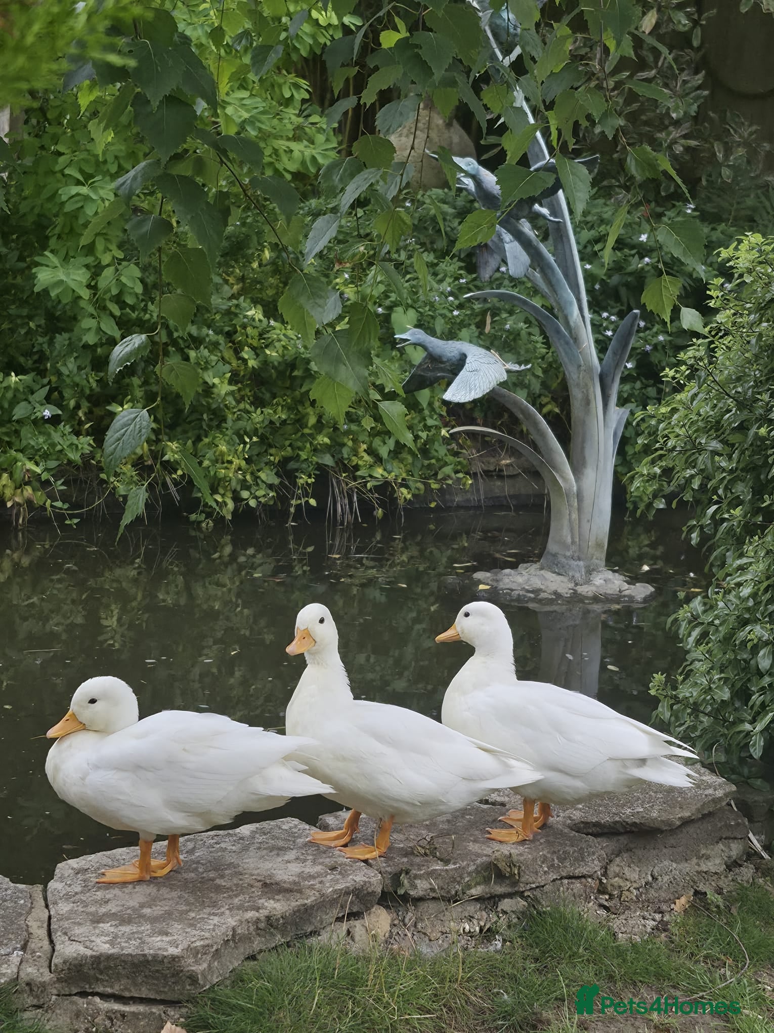 Ducks poultry 3 x call drakes white - Advert 4