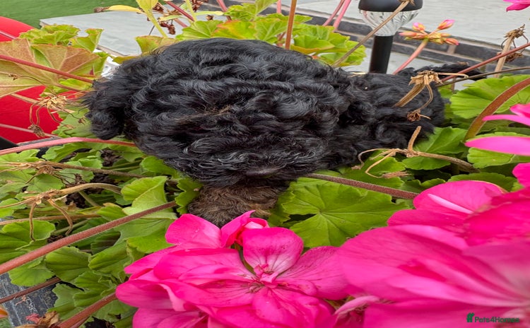 Toy Poodle dogs - Advert 11