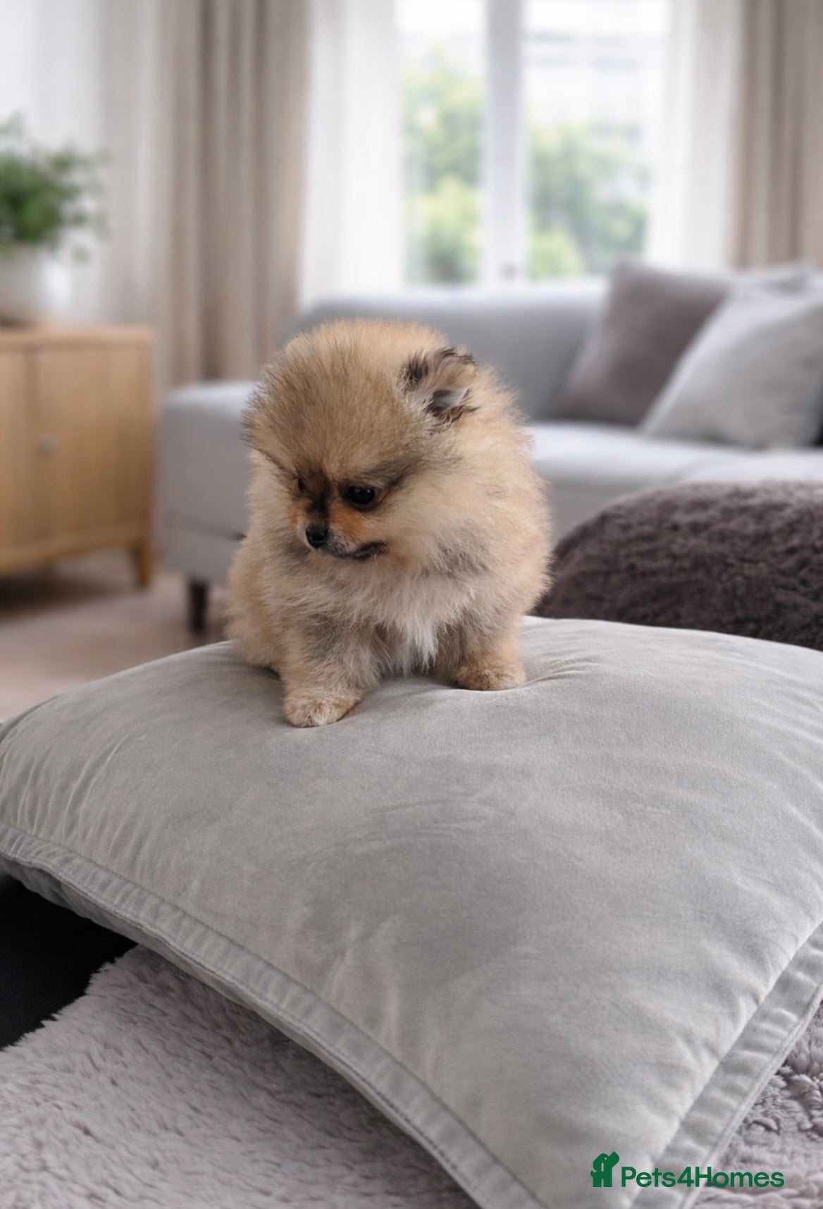 Pomeranian dogs 🐻Teddy Bear Type 🏆Top Quality  - Advert 6