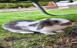 Mini Lop rabbits for sale: 14-Week-Old Rabbits (£120 for Pair)  - Image 2