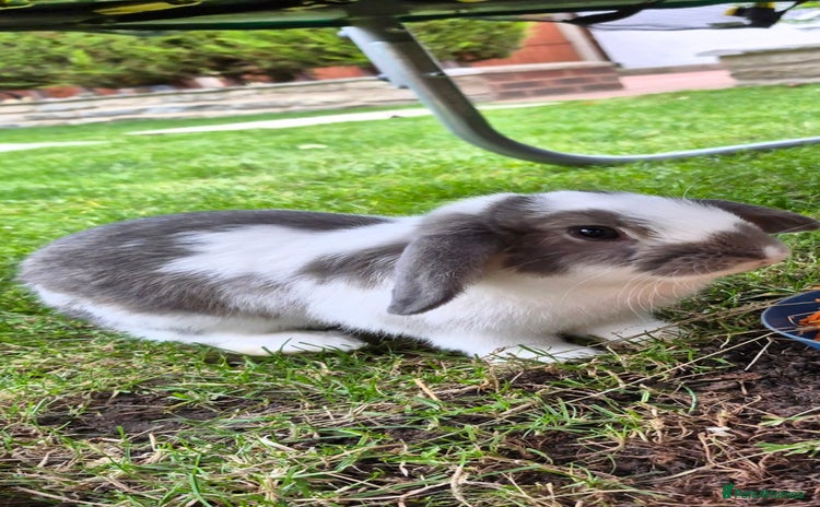 Mini Lop rabbits - Advert 12