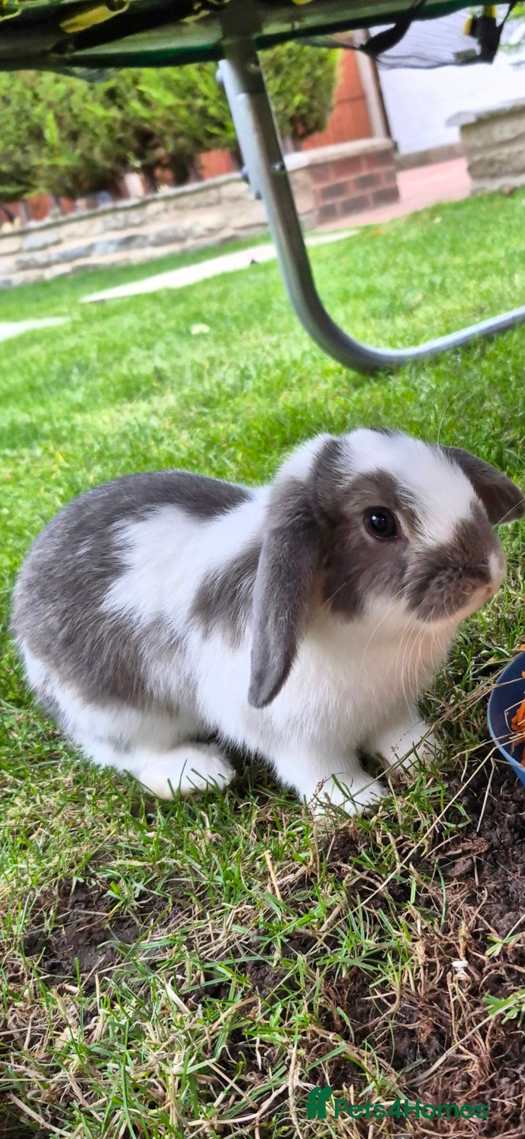 Mini Lop rabbits for sale: 14-Week-Old Rabbits (£120 for Pair)  - Image 2