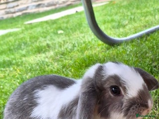 Mini Lop rabbits - Advert 14