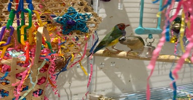 Finches birds - Advert 8