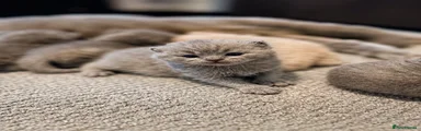 British Shorthair Kitten 4