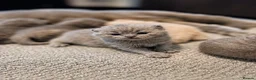 British Shorthair cats for sale: British Shorthair Kittens for Sale – 5 Available! - Advert 3