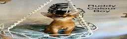 Abyssinian cats for sale: Beautiful abyssinian kittens - Advert 8