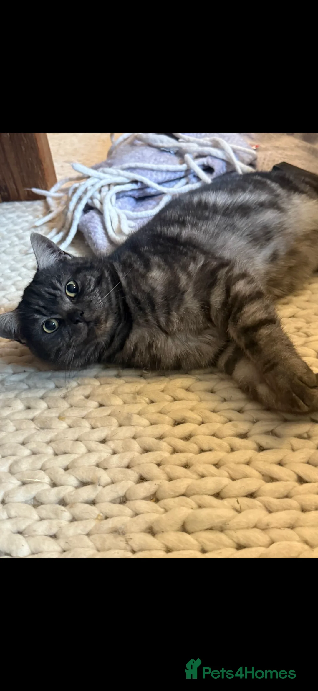 British Shorthair cats for sale: Stunning British Shorthair Male, 11 months - Advert 2