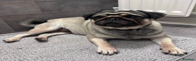 Pug Female 