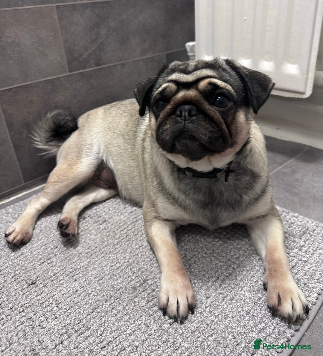 Mixed Breed dogs for sale: Rehoming - Chow Chow & two Pugs  - Advert 11