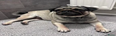 Pug Female 